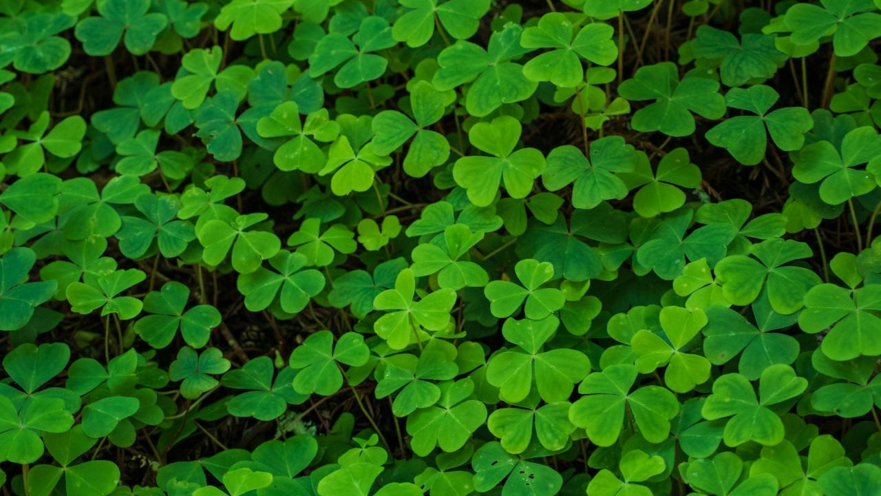 Lush green clover leaves densely cover the ground, creating a vibrant natural carpet.
